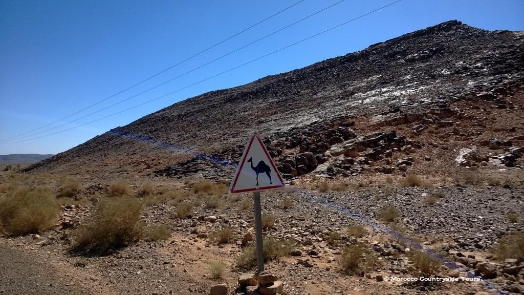 Beware of camel!!