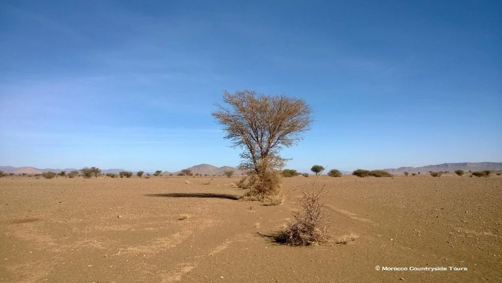 Tree.jpg