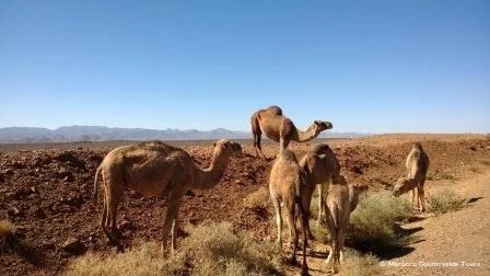 Camels.jpg