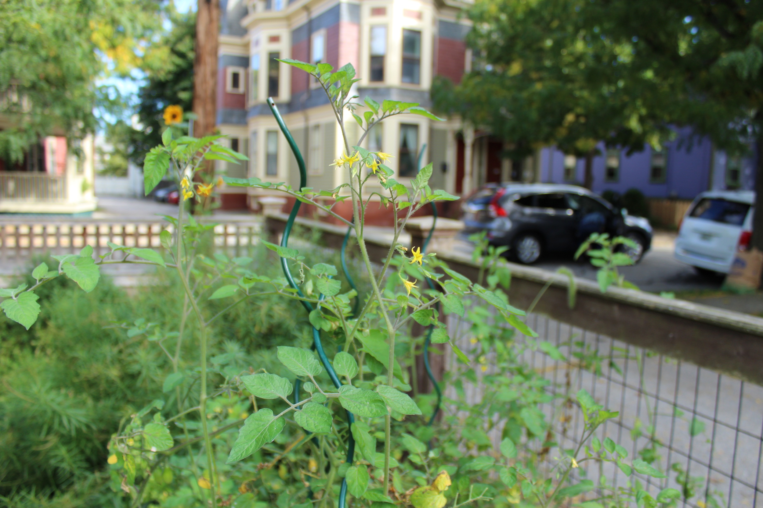  Gardens at Gilbert and Hammond Streets Photo by Jessica Jennings 