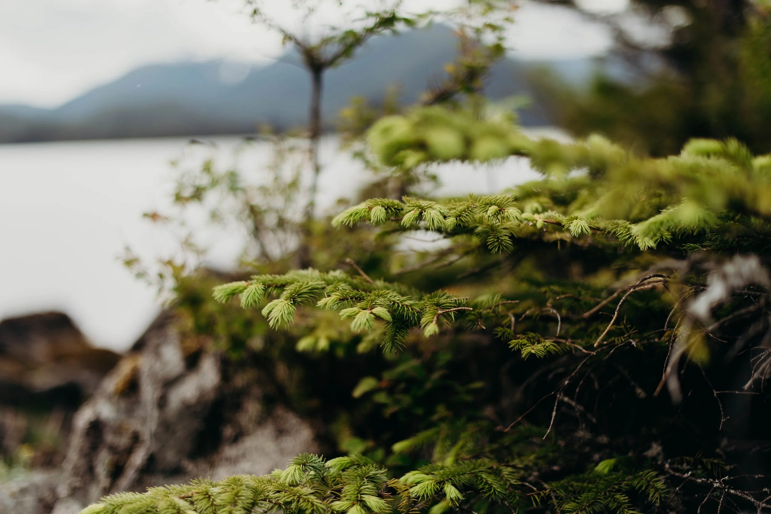 Close-up view of green pine tree branches with a blurred mountain and lake in the background.
