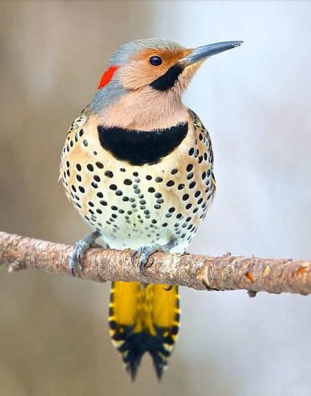 The Northern Flicker, a woodpecker with speckled breast and flashes of brightly colored wings.