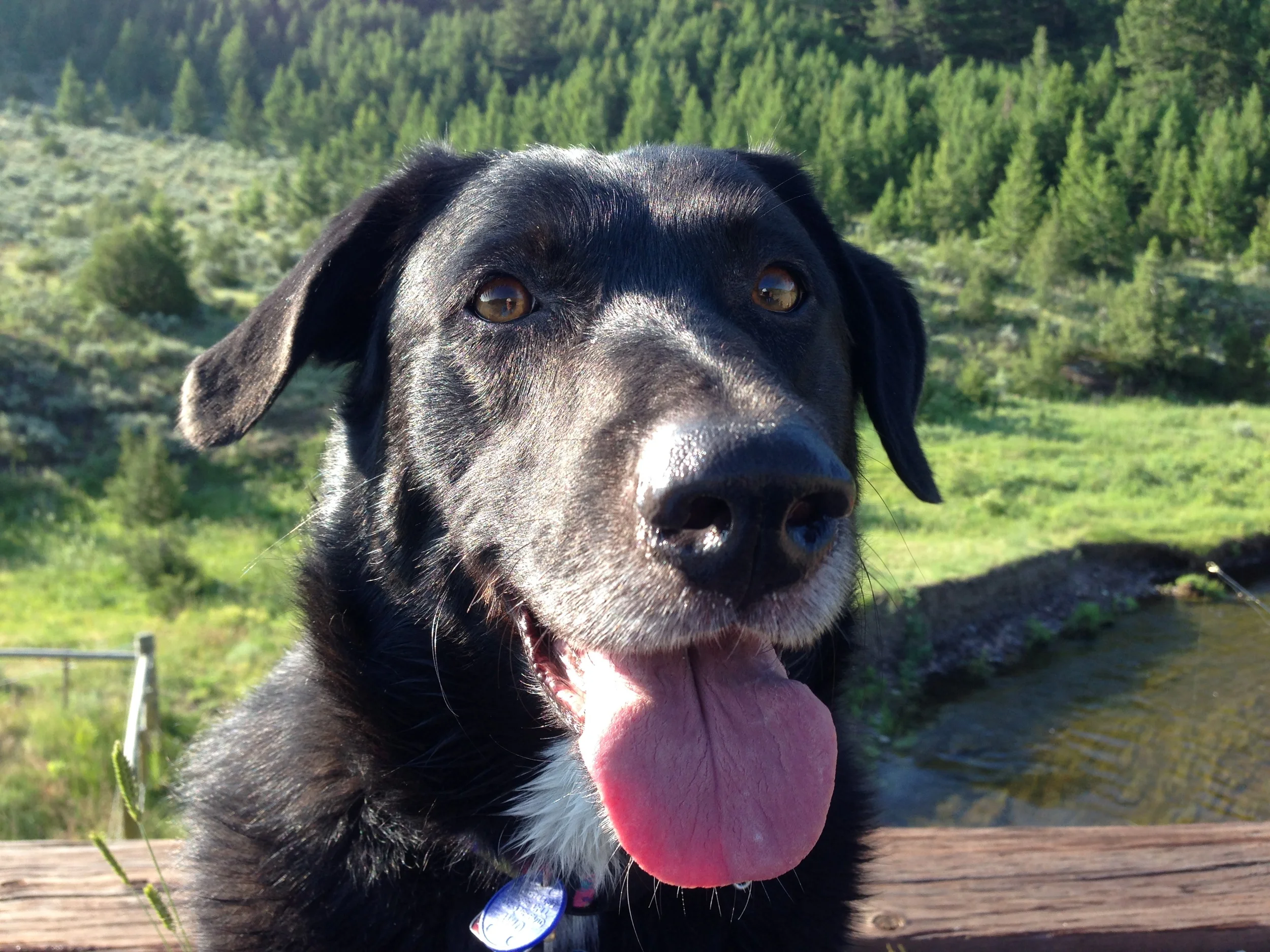 Jazzy the dog wishes she could be in the quintet.