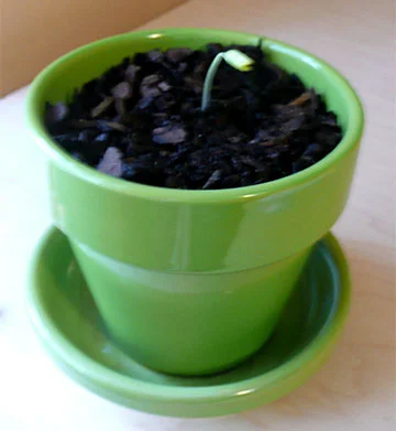 My pitiful hackberry seedling.