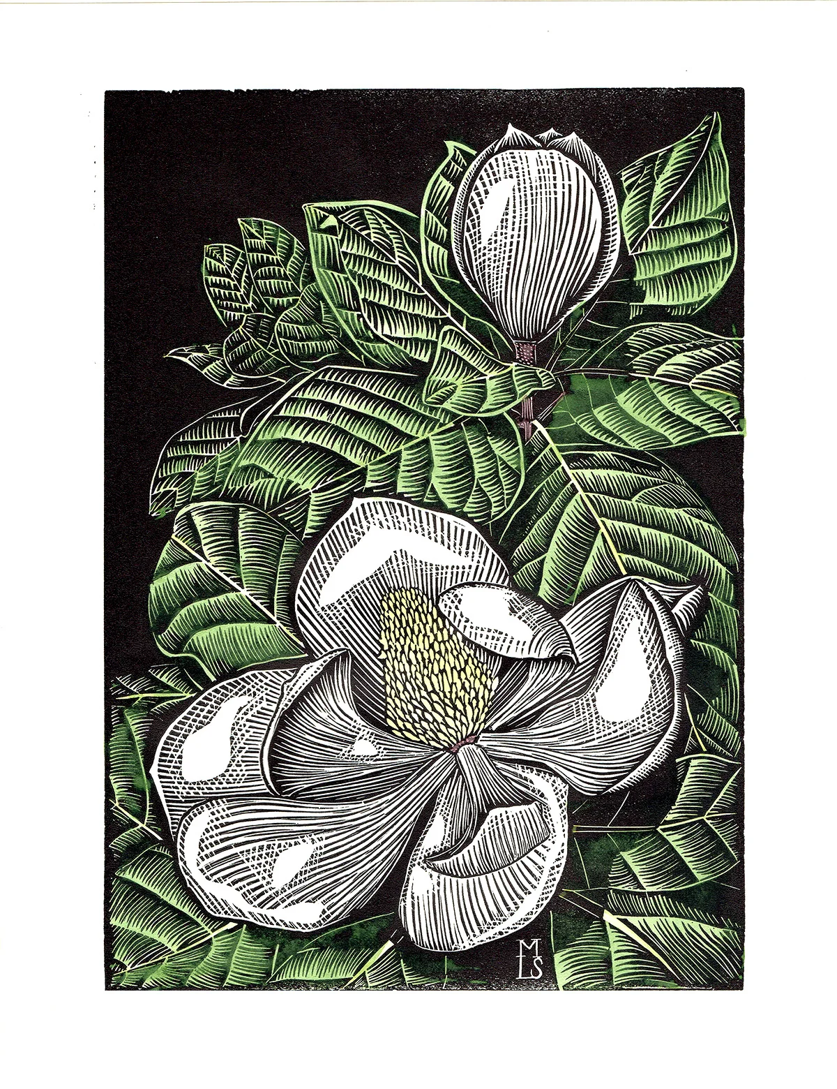 Magnolia_webNoSig.jpg