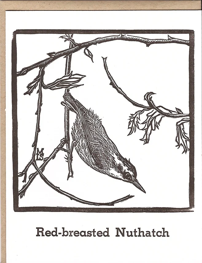 Red-breasted Nuthatch