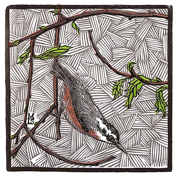 "Hungry Nuthatch" - Red-breasted Nuthatch