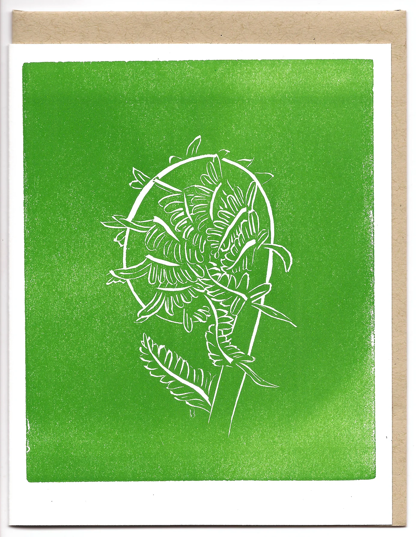 FiddleheadFern_M.jpg