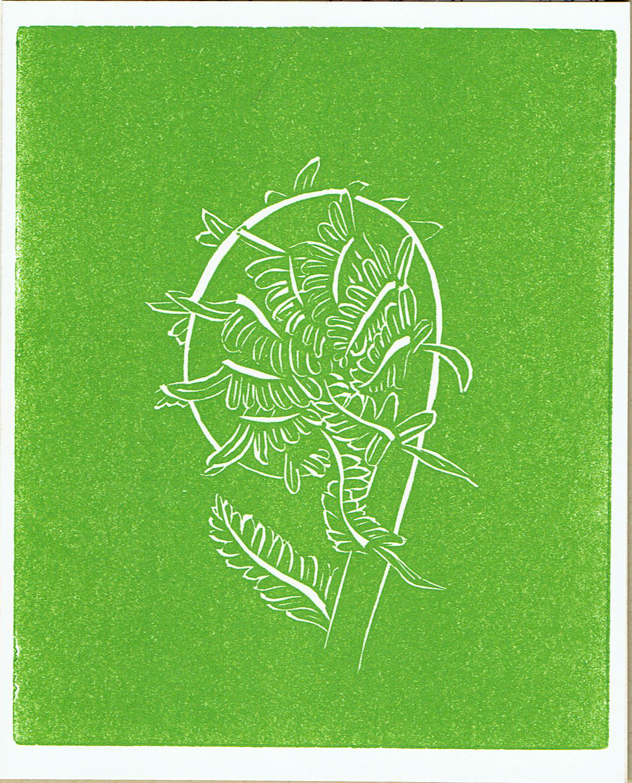 FiddleheadCard2.jpg