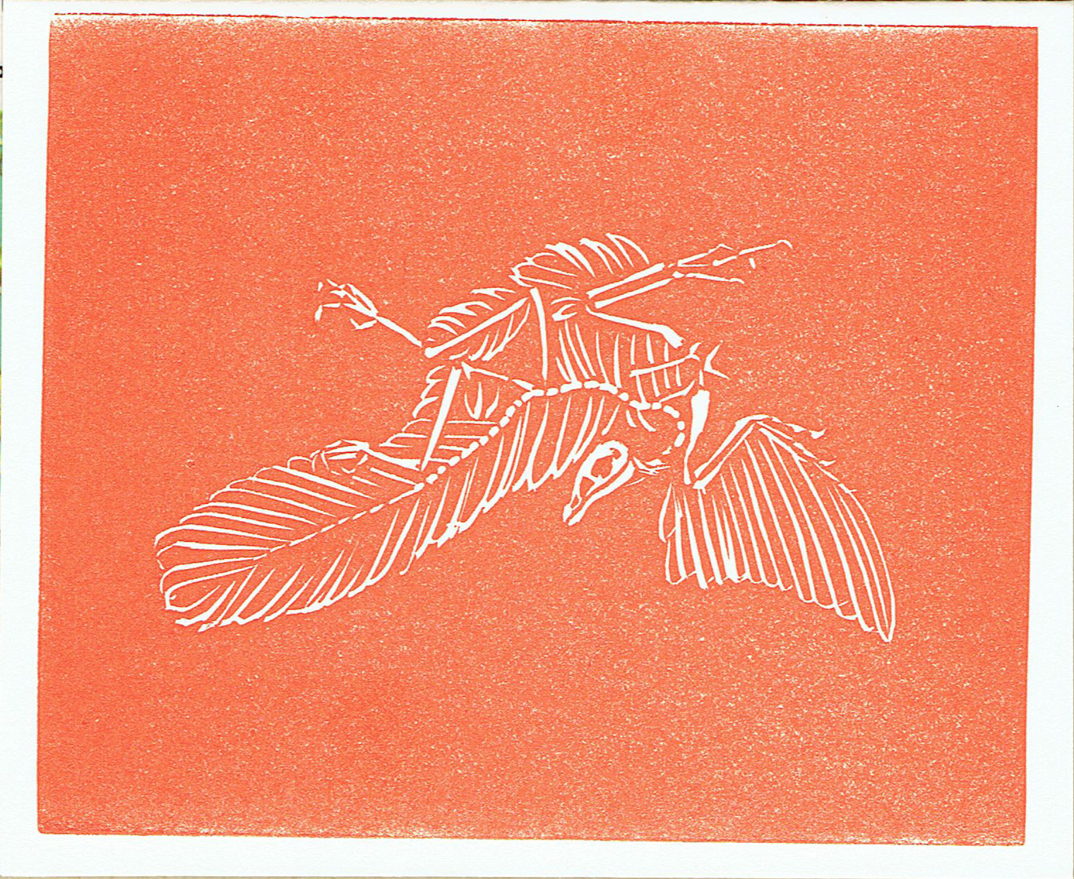 ArcheopteryxCard2.jpg