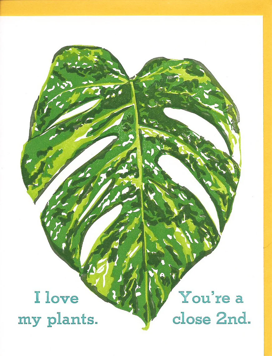 Monstera.jpg