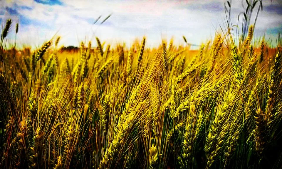 rye field 2016.jpg
