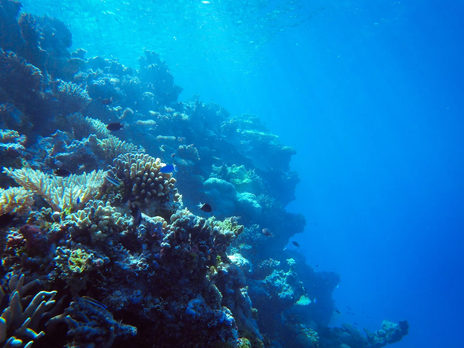 Coral reef in the Marshall Islands