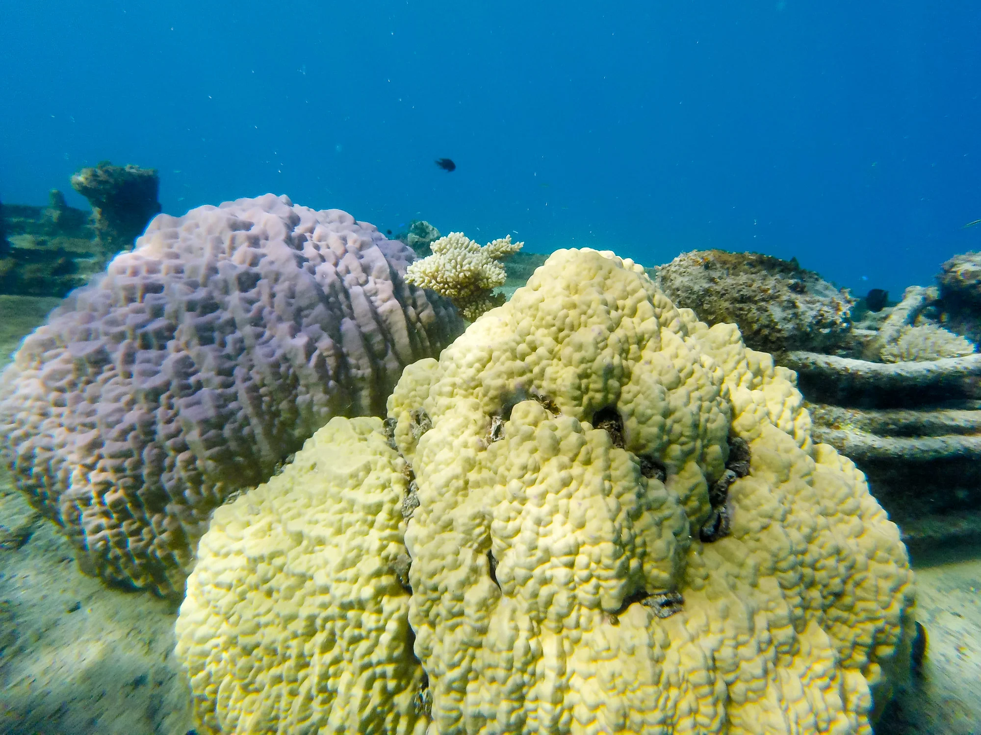  Coral growth on the stern of the shipwreck 