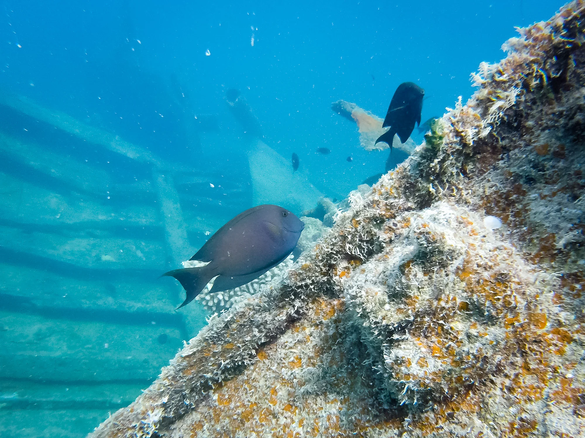 A pair of surgeonfish explore the shipwreck