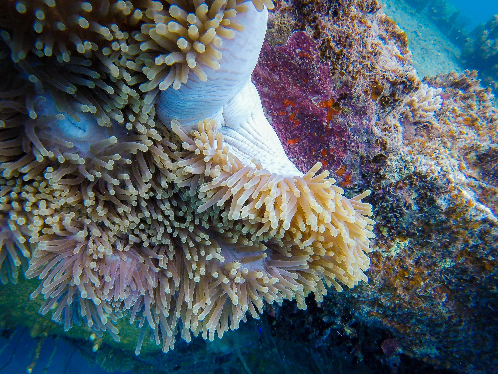  A large aneome on the side of the shipwreck 