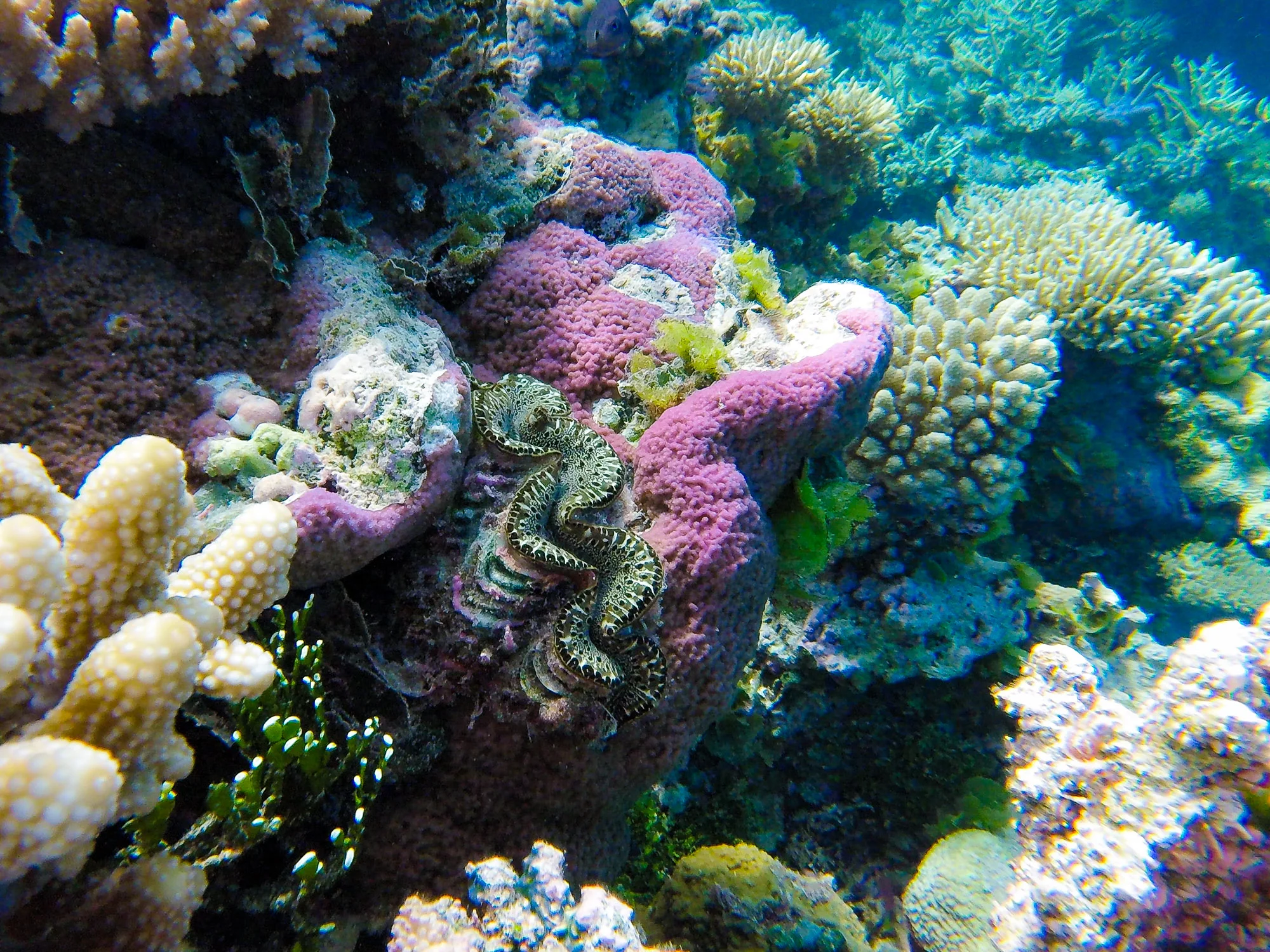  A giant clam, a common sight in the reefs of the Marshall Islands 