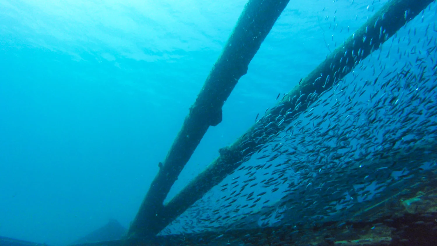 School of juvenile fish taking shelter on the shipwreck