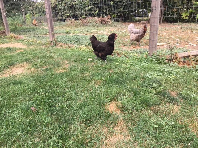 Feeling Broody