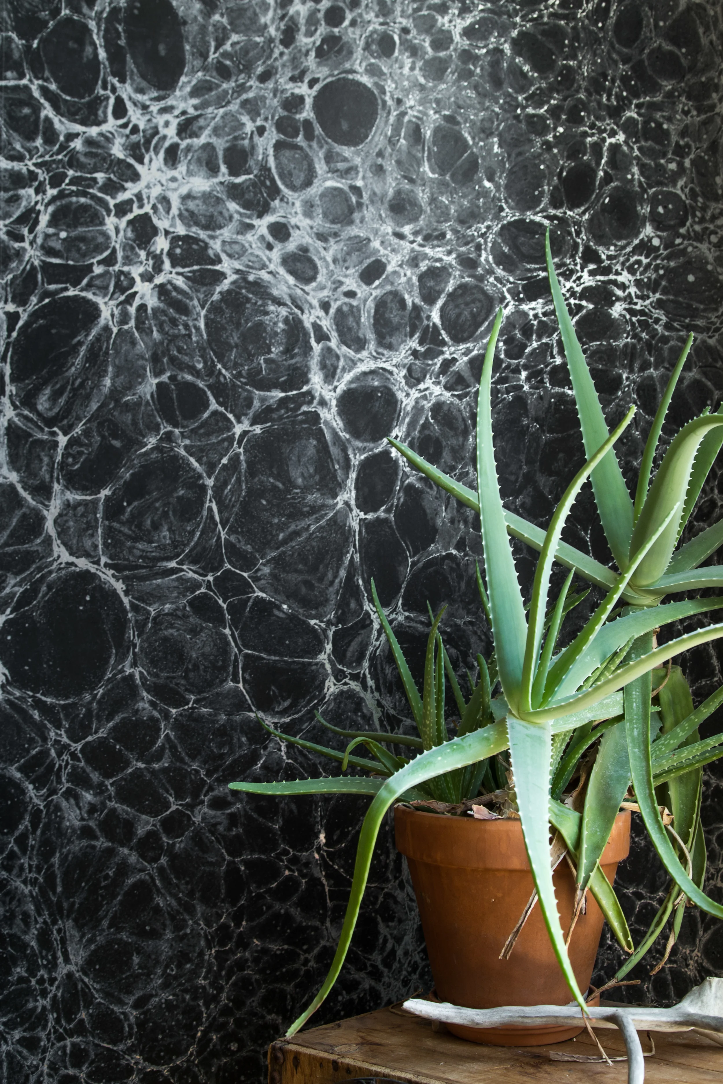 PicZene Calico Leaf Wallpaper