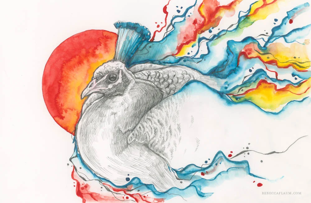 rflaum_peacock.jpg