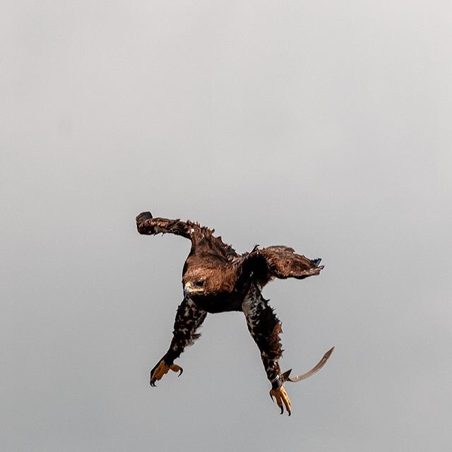 Swipe for more pictures #Adler #sturzflug #burglandskron #adlerflugshow #kärnten #carinthia #birdsofprey #eagle #austria #visitcarinthia #visitaustria #sony #sonyimages #birdsinflight #sonysel200600g #wildlifephotography #adlerarenalandskron