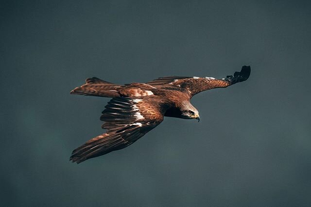 #rotmilan #redkite #adlerarena #landskron #kärnten #greifvogel #vogel #wildlifephotography #sky #birdinflight #carinthia #austria #sonyalphagallery #sonyimages #sony200600 #sonya7riv #sonysel200600g