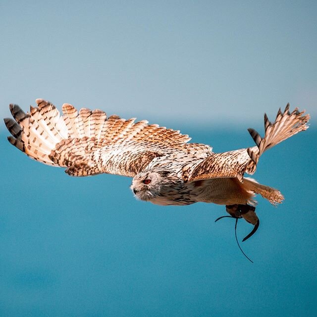 Rasputin von der @burglandskron #adlerarena #landskron #kärnten #sibirischeruhu #uhu #eagleowl #bird #sony #sonyimages #sel200600g #sonylenses #lensporn #sony200600 #carinthia #wildlifephotography @sonyalphagallery  #sonya7riv