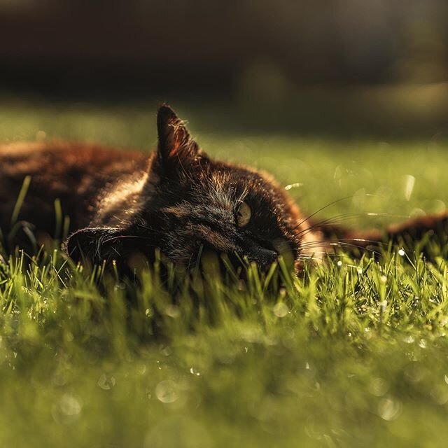 #lightroomonly #catsofinstagram #cat #tortoiseshellcat #tortoiseshellcats #catlife #katzen #katze #cats #cats_of_world #catselfie #catoftheday #catlovers #catsgram #instacat #sun  #lightandshadow #pet #petsofinstagram #catstagram #cats_of_day #mornin