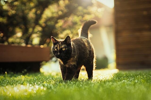 #lightroomonly #catsofinstagram #cat #tortoiseshellcat #tortoiseshellcats #catlife #katzen #katze #cats #cats_of_world #catselfie #catoftheday #catlovers #catsgram #instacat #sun  #lightandshadow #pet #petsofinstagram #catstagram #cats_of_day #mornin