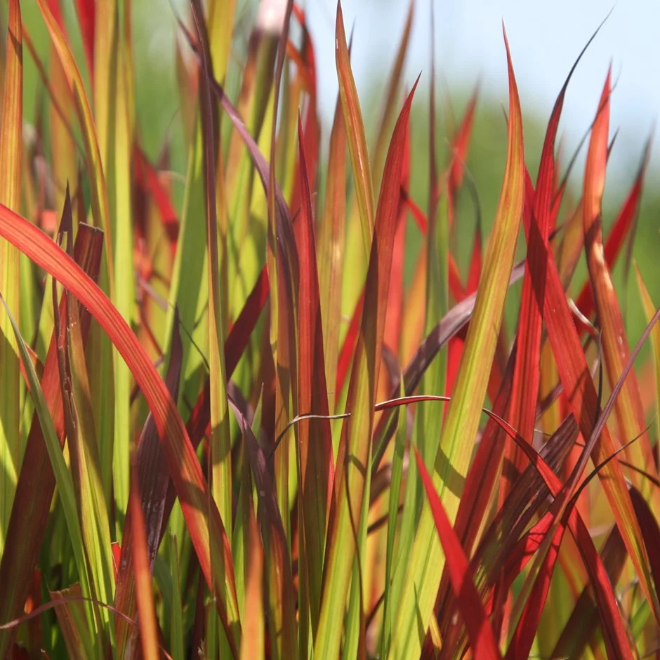 imperata.jpg