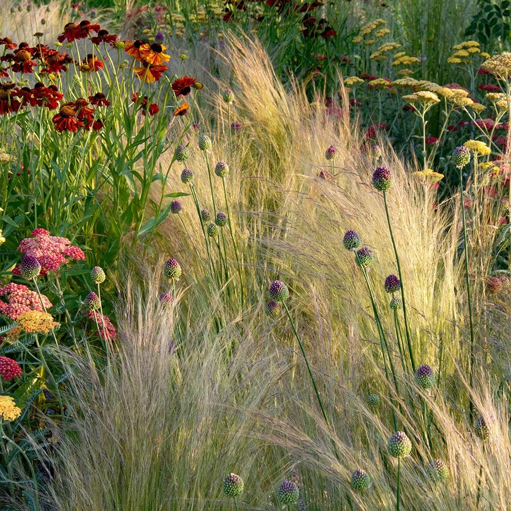 stipa tenuissima.jpg