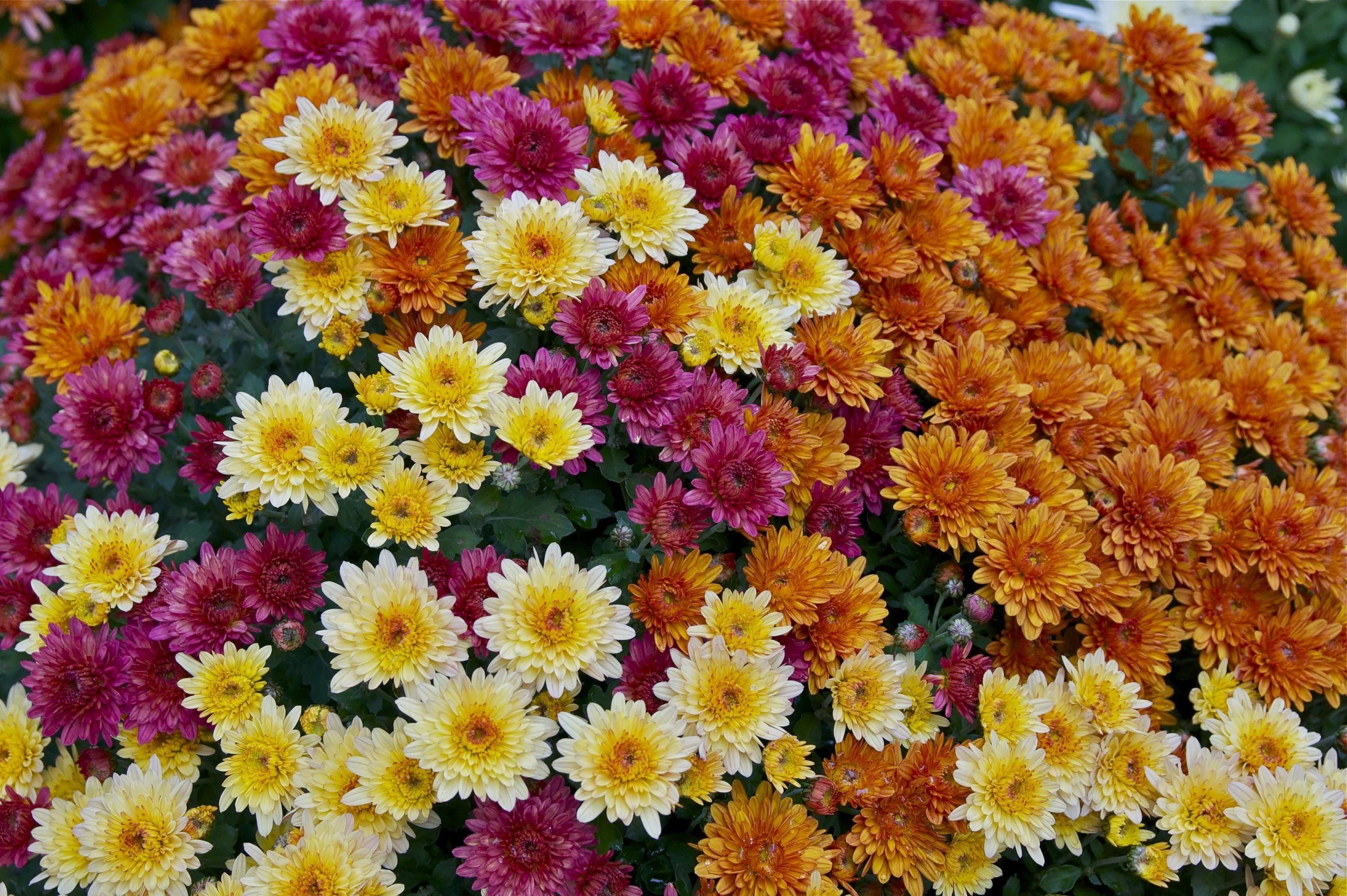 Chrysanthemum2.jpg