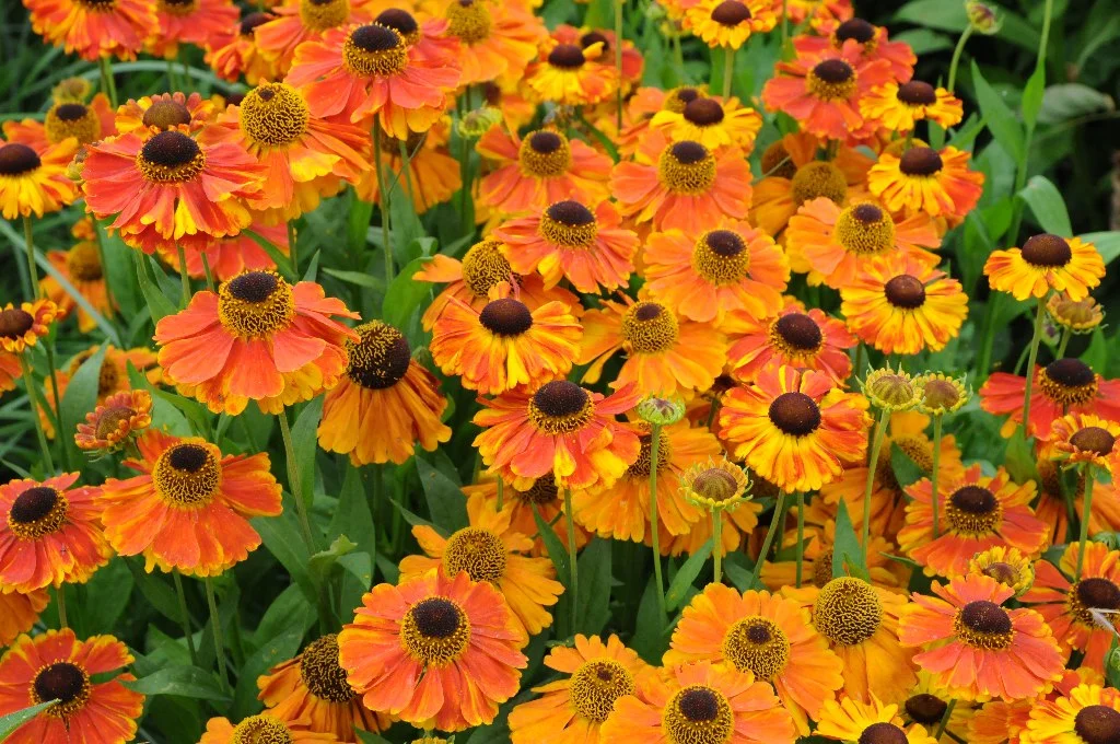 helenium.jpg