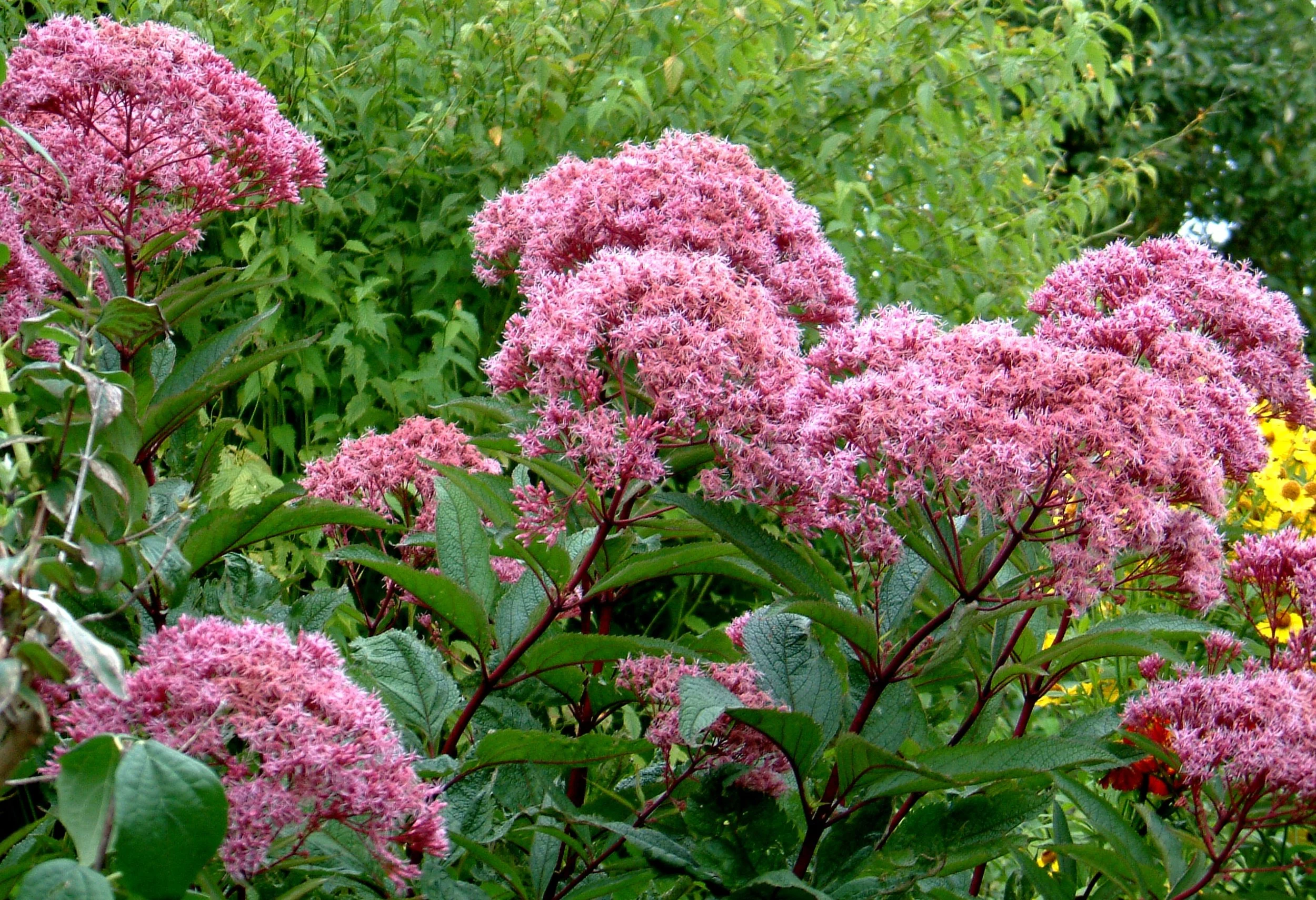 Eupatorium.jpg