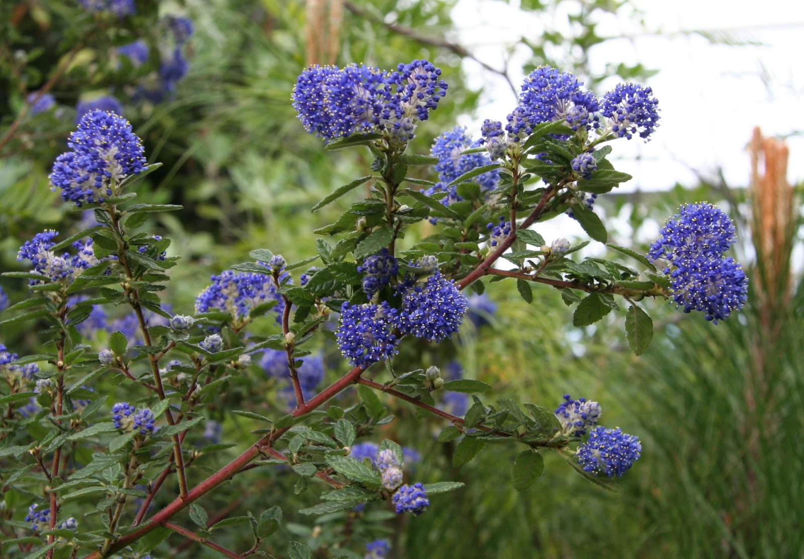Ceanothus.jpg
