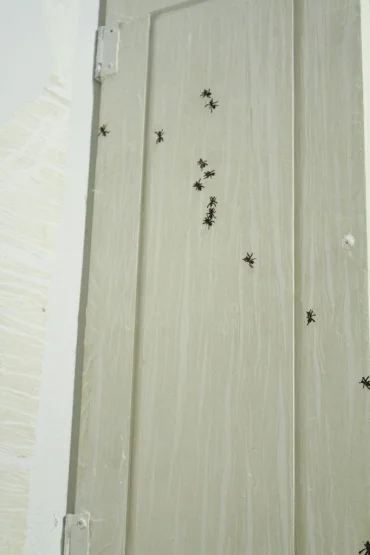 ants.jpg