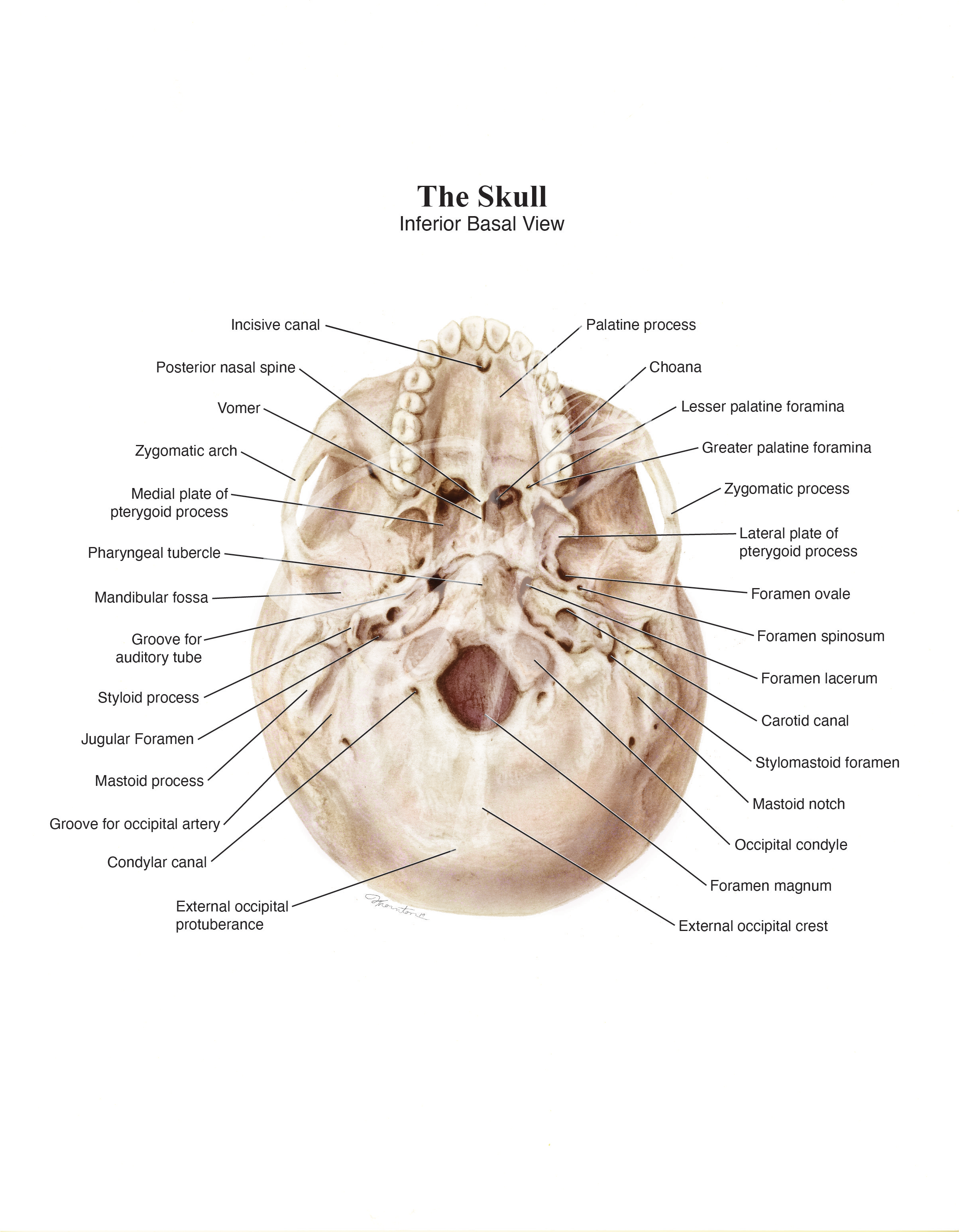   Medium:  Carbon dust, Photoshop, Illustrator   Objective:  To illustrate to an audience of medical students the important anatomical features on the basal view of the skull. 