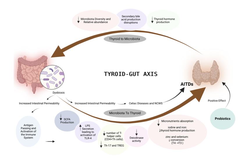 Gut imbalances affect thyroid function