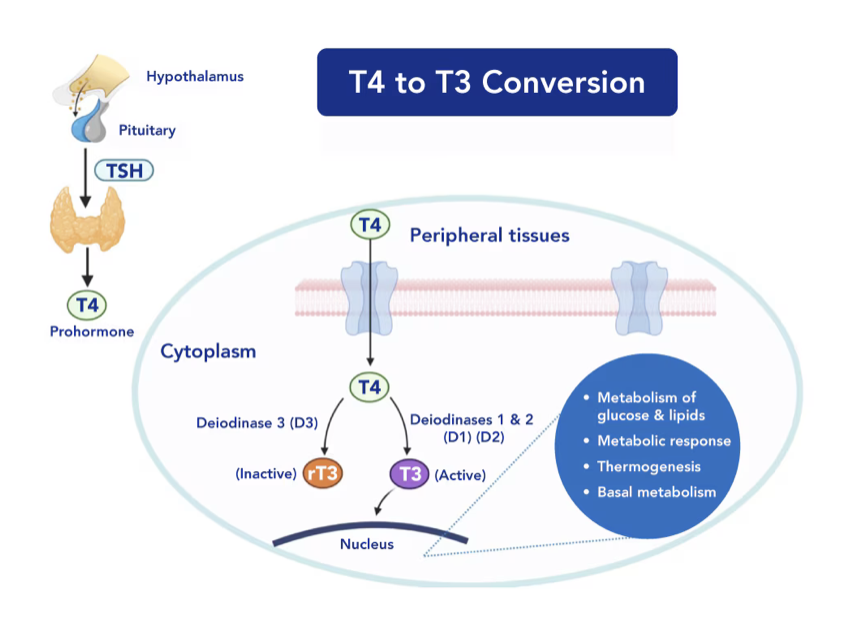 Conversion of thyroid hormones
