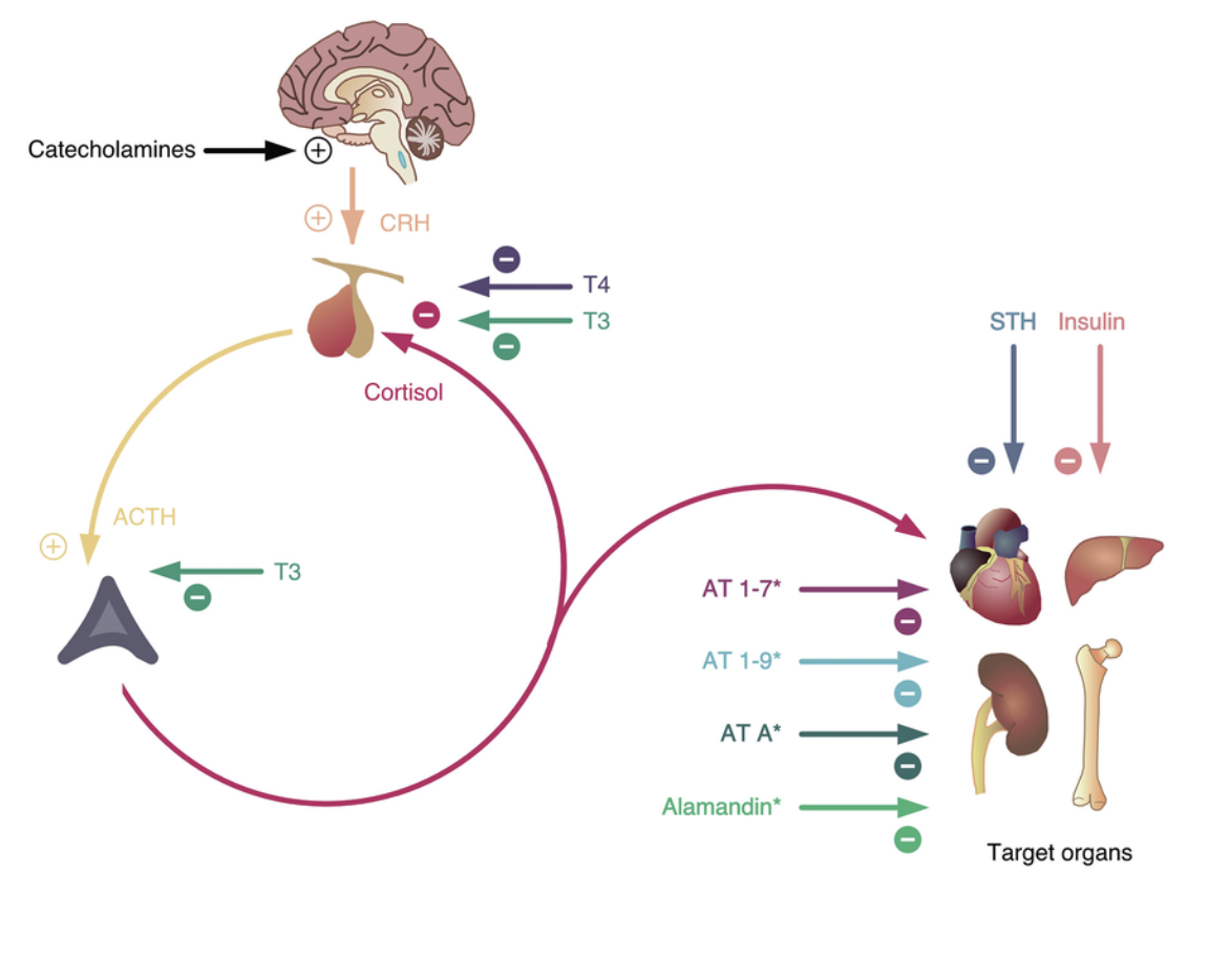 Stress and thyroid function