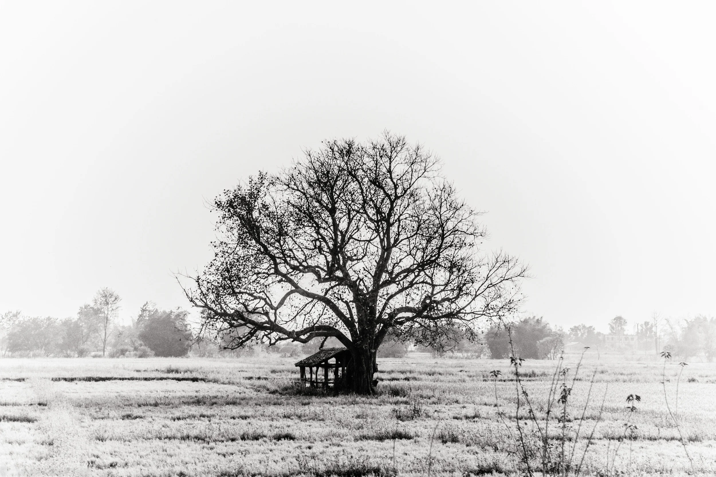 Tree of Nepal.jpg