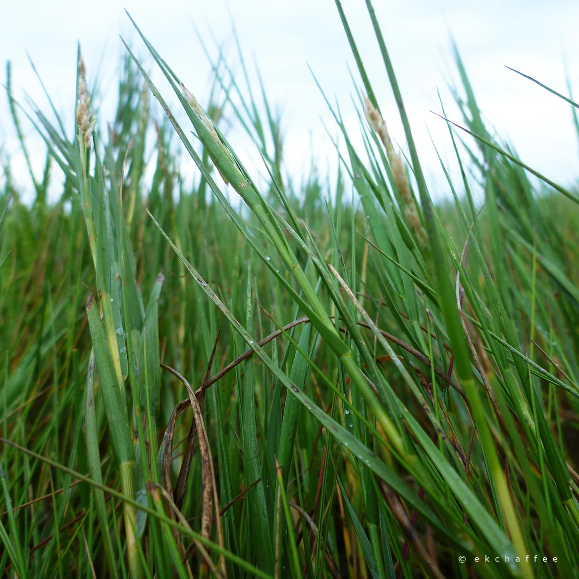 the birth of a new kind of community building: empathy circles.