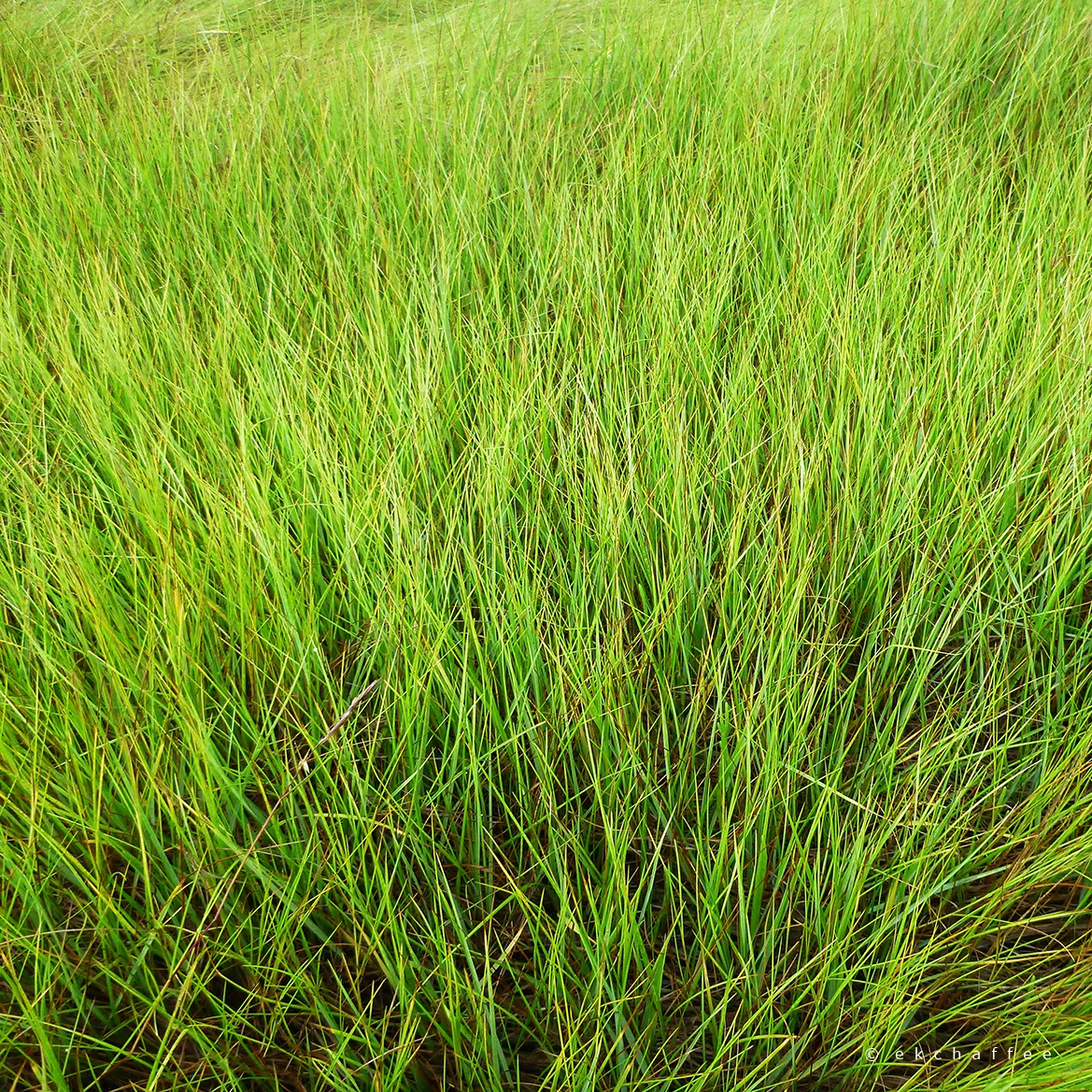 the yearlong resonance program