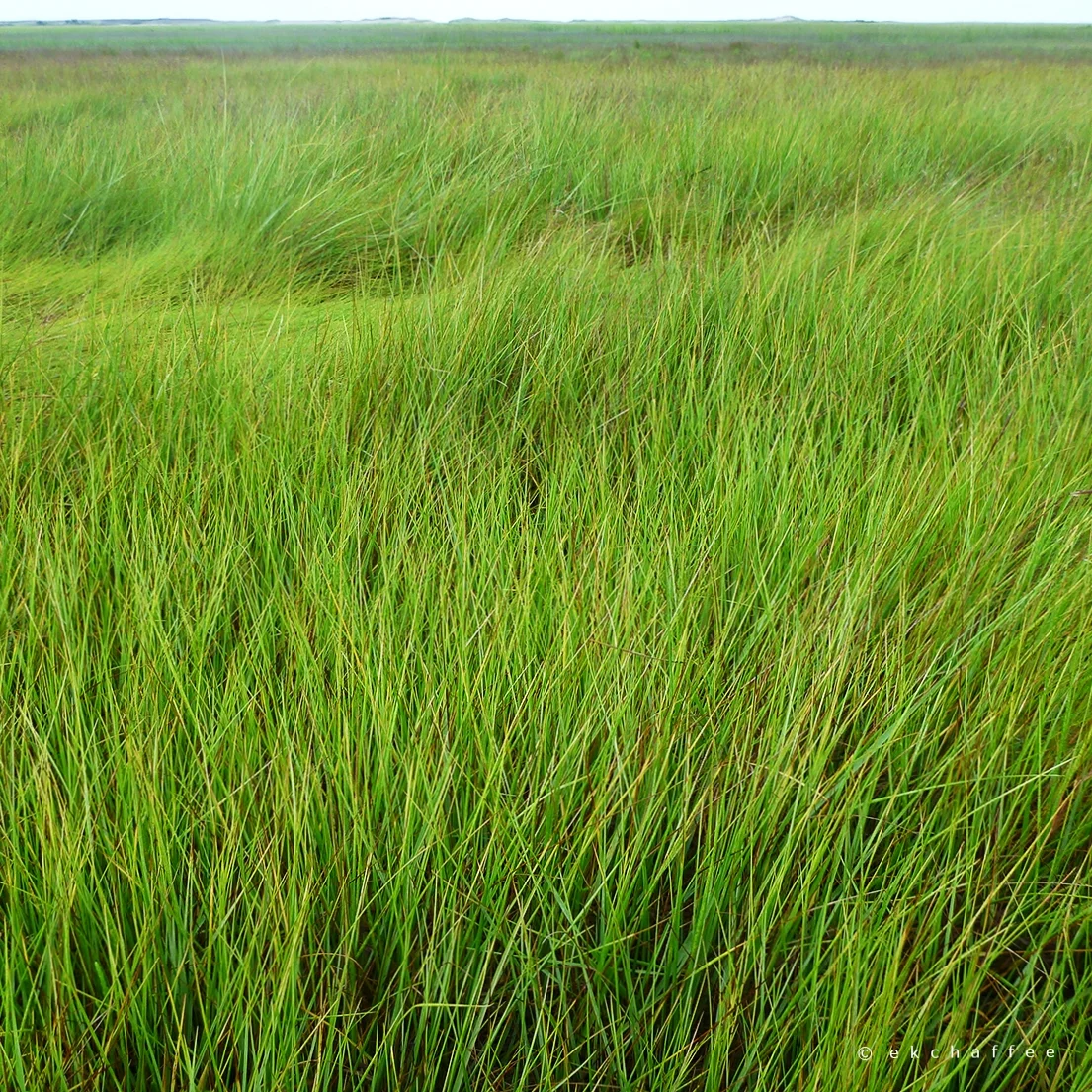 monthly constellation days 