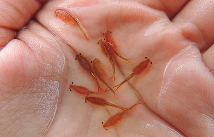 Fairy Shrimp