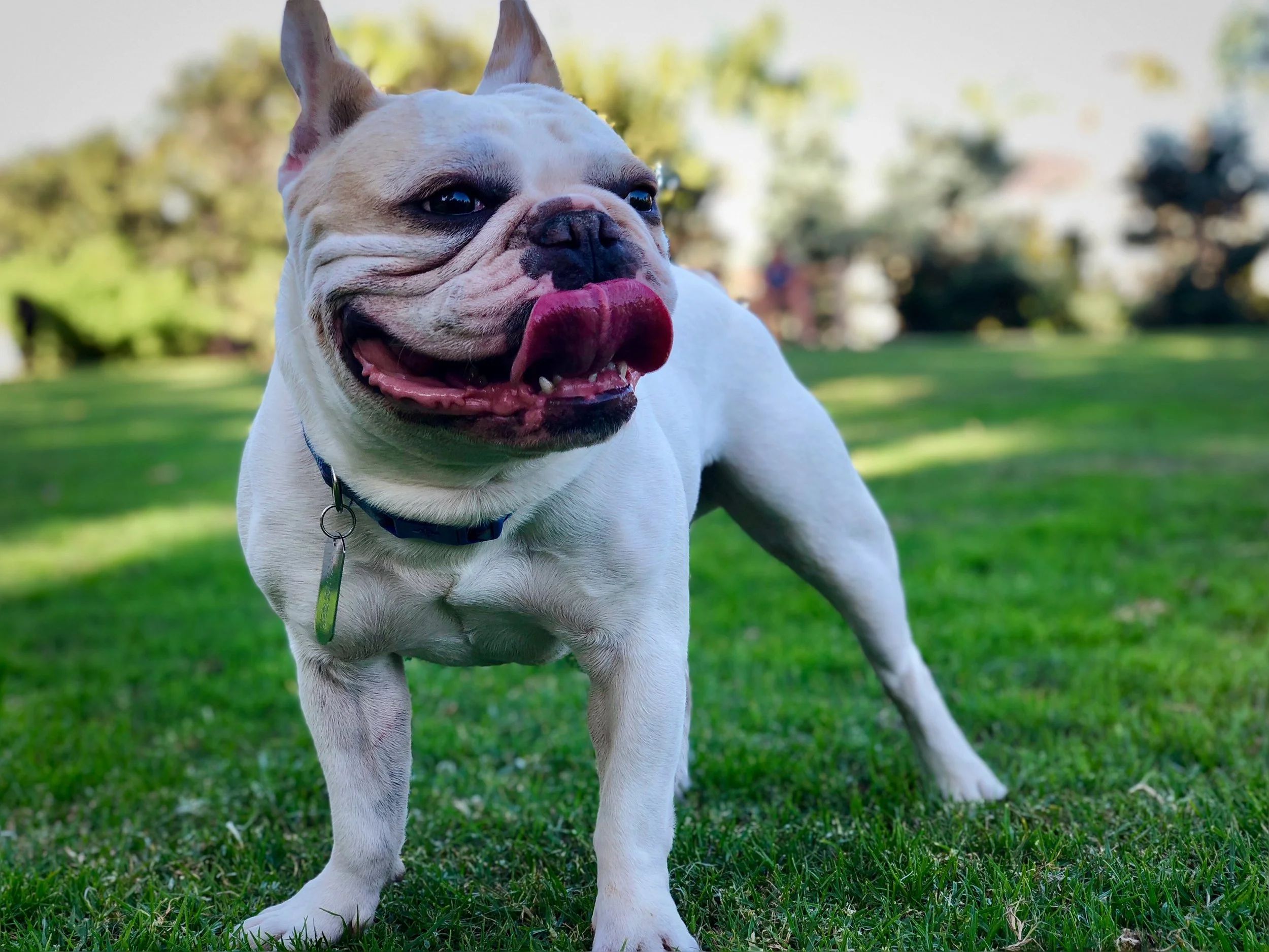Gizmo at the dog park.