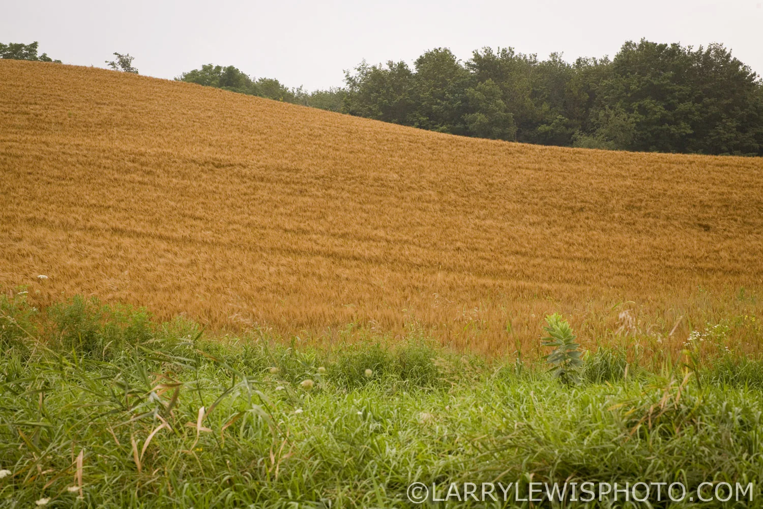 Collingwood_Farm.jpg