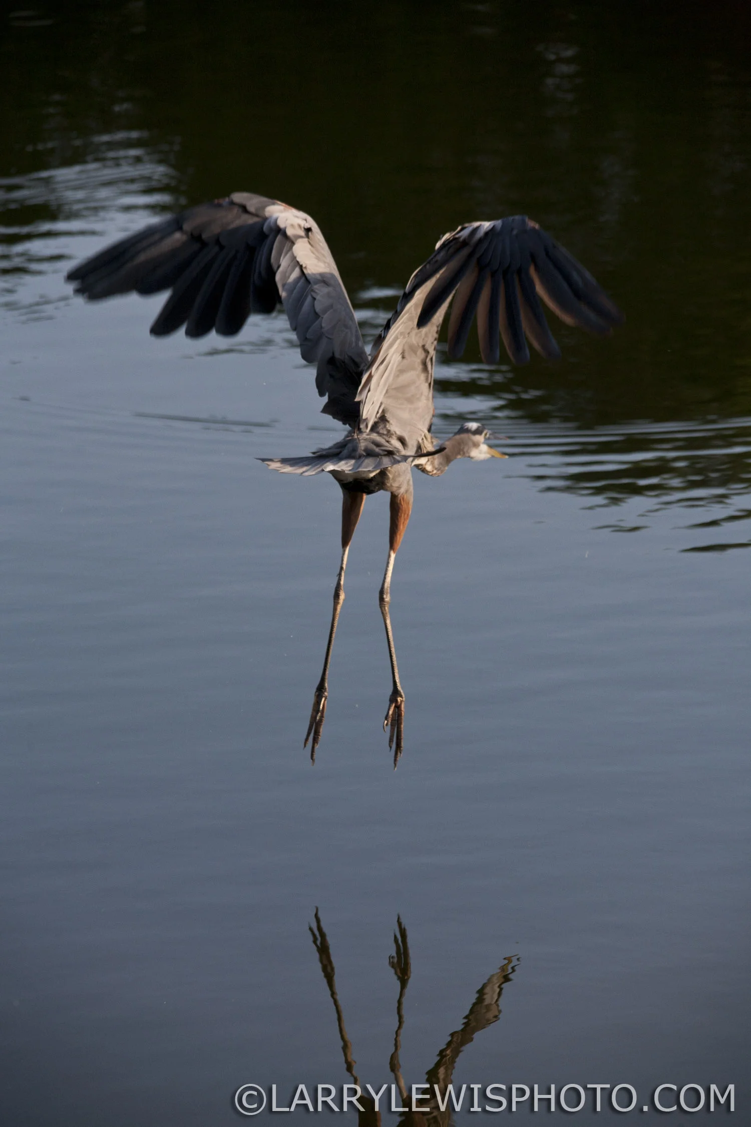 GreatBlueHeron2.jpg