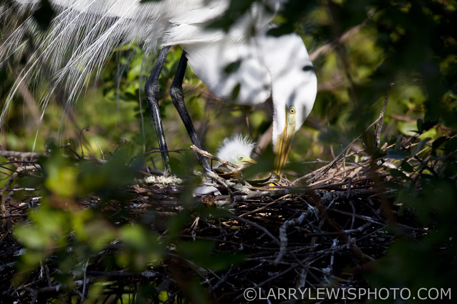 GreatEgret.jpg